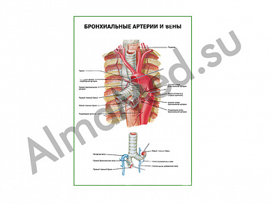 Бронхиальные артерии и вены плакат ламинированный А1/А2 (ламинированный	A2)