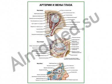 Артерии и вены глаза плакат ламинированный А1/А2 (ламинированный	A2)