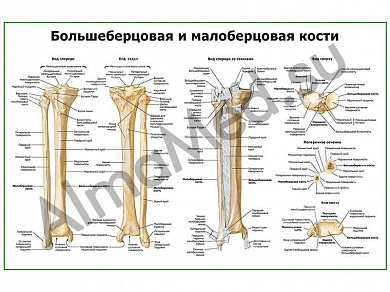 Кости голени, плакат ламинированный А1/А2 (ламинированный	A2)