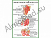 Мышцы пояса верхней конечности плакат глянцевый/ламинированный А1/А2 (глянцевый	A2)