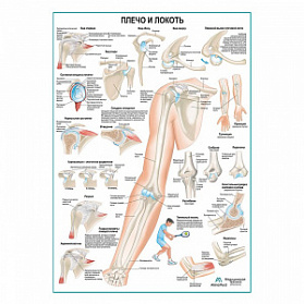 Плечо и локоть, плакат глянцевый А1+/А2+ (глянцевая фотобумага от 200 г/кв.м, размер A2+)