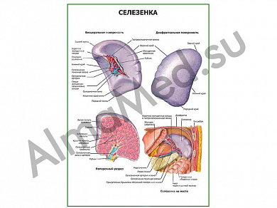 Селезенка плакат ламинированный А1/А2 (ламинированный	A2)