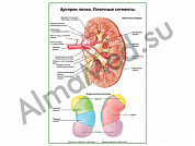 Артерии почки и сегменты плакат ламинированный А1/А2 (ламинированный	A2)