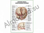 Артерии мозга. Фронтальное сечение плакат глянцевый/ламинированный А1/А2 (глянцевый	A2)