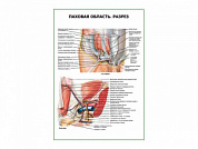 Паховая область. Разрез плакат глянцевый А1/А2 (глянцевый A2)