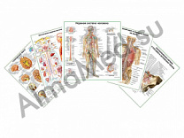 Комплект плакатов для кабинета невролога ламинированный А1/А2 (ламинированный	A2)
