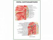 Глотка. Сагиттальный разрез плакат глянцевый А1/А2 (глянцевый A2)