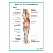 Мышцы ноги. Вид сзади средний слой плакат глянцевый А1+/А2+ (глянцевая фотобумага от 200 г/кв.м, размер A2+)