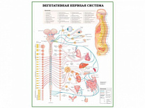 Вегетативная нервная система с нервными путями, плакат глянцевый А1/А2 (глянцевый A1)