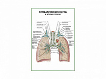 Лимфатические сосуды и узлы легких плакат глянцевый А1/А2 (глянцевый A1)