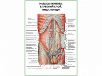 Мышцы живота. Глубокий слой. Вид спереди плакат глянцевый А1/А2 (глянцевый A2)