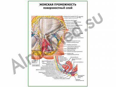 Женская промежность. Поверхностный слой плакат ламинированный А1/А2 (ламинированный	A2)