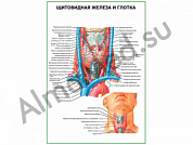 Щитовидная железа и глотка плакат ламинированный А1/А2 (ламинированный	A2)