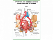 Артериальное кровоснабжение прямой кишки мужчины плакат глянцевый А1/А2 (глянцевый A1)