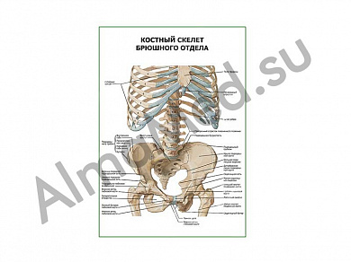 Костный скелет брюшного отдела плакат глянцевый/ламинированный А1/А2 (глянцевый	A2)