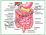 Строение желудочно-кишечного тракта, плакат ламинированный А1/А2 (ламинированный	A2)