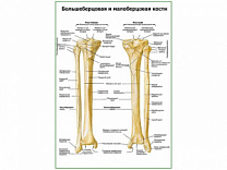 Большеберцовая и малоберцовая кости плакат глянцевый А1/А2 (глянцевый A2)