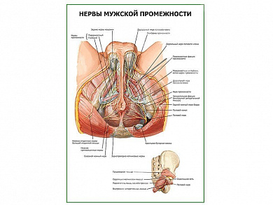 Нервы мужской промежности плакат глянцевый А1/А2 (глянцевый A2)