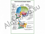 Сагиттальный разрез черепа плакат ламинированный А1/А2 (ламинированный	A2)