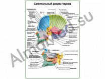 Сагиттальный разрез черепа плакат ламинированный А1/А2 (ламинированный	A2)