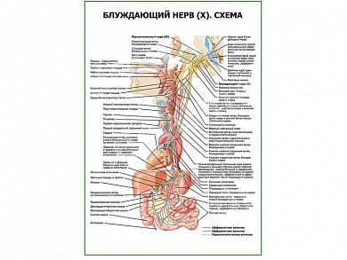 Блуждающий нерв (X). Схема плакат глянцевый А1/А2 (глянцевый A1)