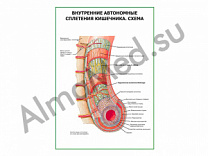Внутренние автономные сплетения кишечника. Схема, плакат глянцевый/ламинированный А1/А2 (глянцевый	A2)