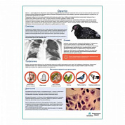 Орнитоз медицинский плакат А1+/A2+ (глянцевая фотобумага от 200 г/кв.м, размер A1+)
