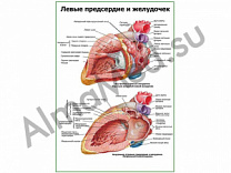 Левые предсердие и желудочек плакат глянцевый/ламинированный А1/А2 (глянцевый	A2)