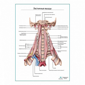 Лестничные мышцы плакат глянцевый А1+/А2+ (глянцевый холст от 200 г/кв.м, размер A1+)