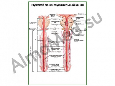 Мужской мочеиспускательный канал плакат ламинированный А1/А2 (ламинированный	A2)