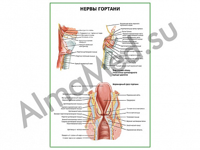 Нервы гортани плакат глянцевый/ламинированный А1/А2 (глянцевый	A2)
