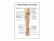 Артерии колена, ноги и стопы плакат глянцевый А1/А2 (глянцевый A2)