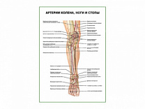 Артерии колена, ноги и стопы плакат глянцевый А1/А2 (глянцевый A2)