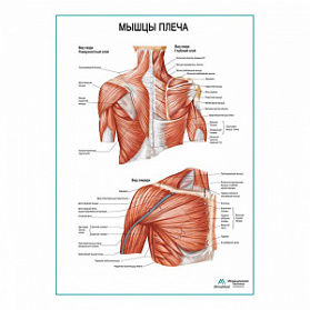 Мышцы плеча плакат глянцевый А1+/А2+ (матовый холст от 200 г/кв.м, размер A1+)