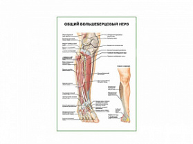 Общий малоберцовый нерв плакат глянцевый А1+/А2+ (глянцевая фотобумага от 200 г/кв.м, размер A1+)