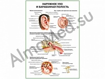 Наружное ухо и барабанная полость плакат ламинированный А1/А2 (ламинированный	A2)