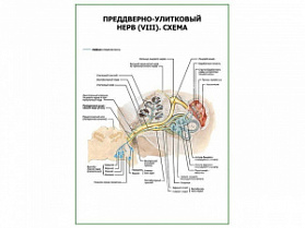 Преддверно-улитковый нерв (VIII). Схема плакат глянцевый А1/А2 (глянцевый A1)