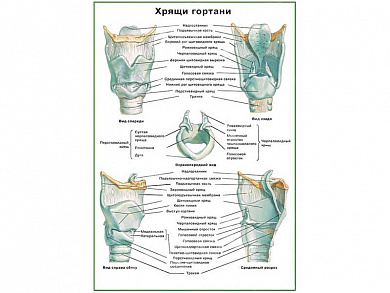 Хрящи гортани плакат глянцевый А1/А2 (глянцевый A2)