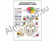 Зрительный нерв (II) Зрительный путь. Схема плакат ламинированный А1/А2 (ламинированный	A2)