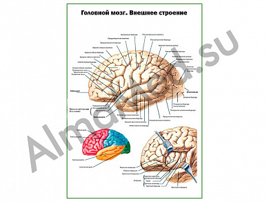 Головной мозг, внешнее строение плакат ламинированный А1/А2 (ламинированный	A2)