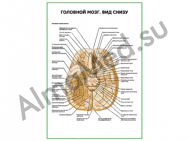 Головной мозг, вид снизу плакат ламинированный А1/А2 (ламинированный	A2)