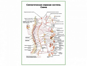 Симпатическая нервная система плакат глянцевый А1/А2 (глянцевый A1)