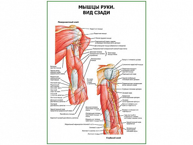 Мышцы руки вид сзади плакат глянцевый А1/А2 (глянцевый A2)