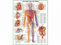 Сосудистая система человека, плакат глянцевый А1/А2 (глянцевый A2)