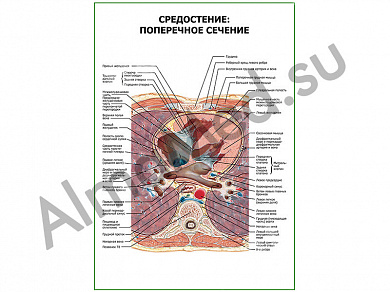 Средостение поперечное сечение плакат глянцевый/ламинированный А1/А2 (глянцевый	A2)