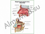 Придаточные пазухи носа. Вид сбоку плакат глянцевый/ламинированный А1/А2 (глянцевый	A2)