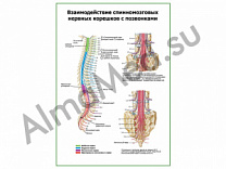 Взаимодействие cпинномозговых корешков и позвонков плакат глянцевый/ламинированный А1/А2 (глянцевый	A2)