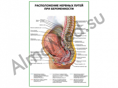 Расположение нервных путей при беременности плакат ламинированный А1/А2 (ламинированный	A2)