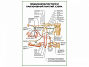 Крылонебный поднижнечелюстной ганглий. Схема плакат глянцевый А1/А2 (глянцевый A1)