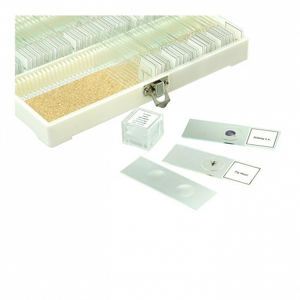 Набор готовых микропрепаратов Микромед № 80